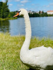 white swan on the lake