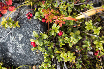 Reddening autumn thickets of blueberries and lingonberries around a stone overgrown with moss in...