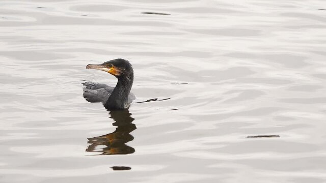 Diving Cormorant (Phalacrocorax carbo) 