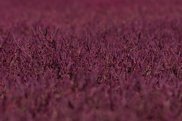 Red salt marsh. Landscape with glasswort (Salicornia europaea) 