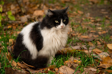 Naklejka na ściany i meble black and white cat sits on a lawn with green grass and fallen autumn leaves