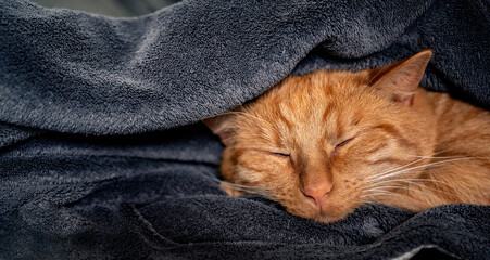 sleeping ginger cat