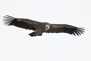 Vulture flying over Sierra de Lijar on Algodonales