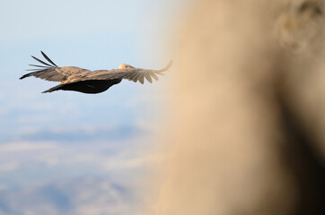 Vulture flying over Sierra de Lijar on Algodonales