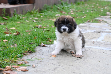 Small and cute stray dog in nature. Homeless and hungry dog. Sweet abandoned puppies.