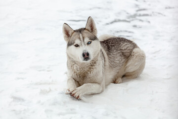 Young dog siberian husky breed playing in the snow after heavy s