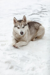 Young dog siberian husky breed playing in the snow after heavy s