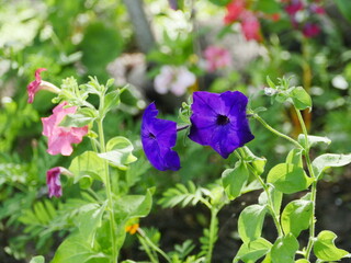 large petals purple flowers petunia close to blurred  background