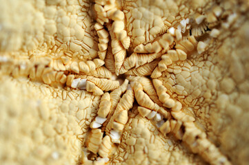 CREATURE MARINE © Giada