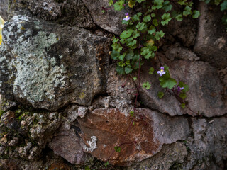 textura pared de piedra con flores rosa y plantas verdes 