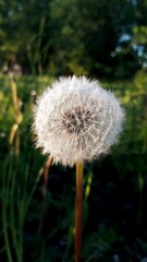 dandelion in the wind