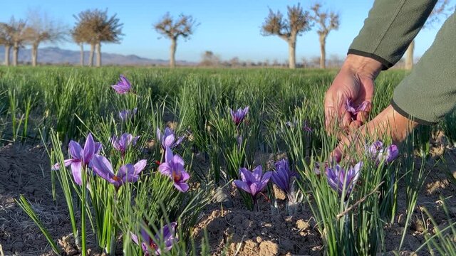 Picking saffron flowers by local man in garden