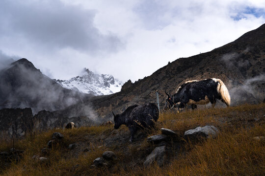 Traveling Nepal Animals Mountains Roads