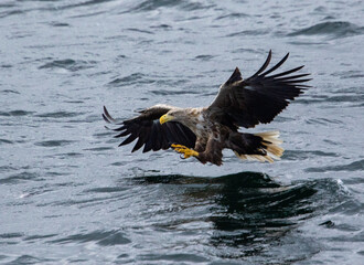 White taile sea eagle