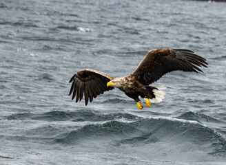 White tailed sea eagle