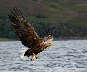 white tailed sea eagle and fish