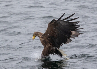 white tailed sea eagle