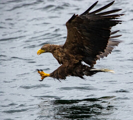 white tailed sea eagle