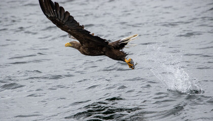 white tailed sea eagle and fish