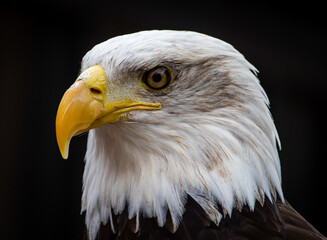Bald Eagle head