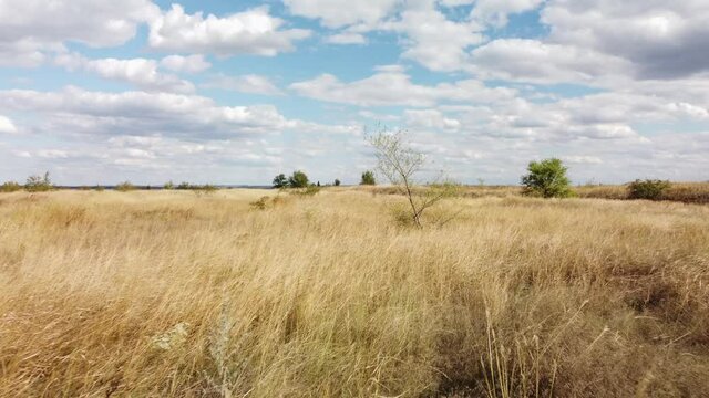 a field with yellow grass on a blue sky background
