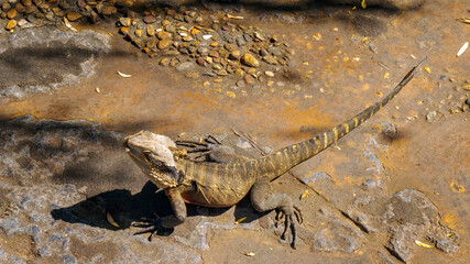 Australian Dragon Lizard Watching