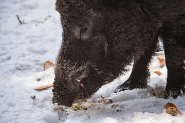Wildschwein im Winter beim fressen