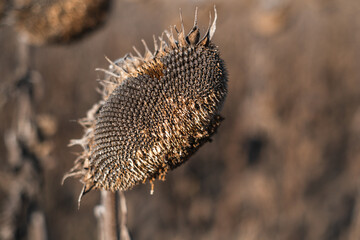 Withered sunflowers in the autumn field. Ripened Dry sunflowers ready for harvesting.