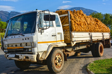 Truck transporting bundles of cut reed, Africa
