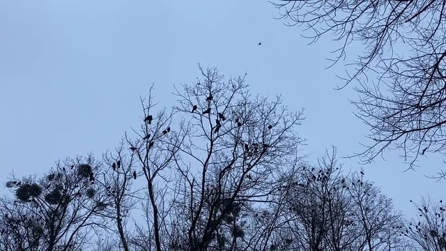 Flock of migratory birds in sky over forest. Tree branches against autumn moody sky. Bird crows on bare branches of trees in the forest against the background of the evening sky.