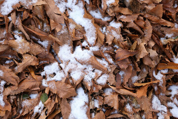 Winter forest background with snow-covered fallen dry leaves