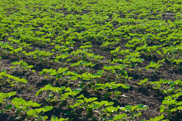 Many sunflower plantlet on black soil background.