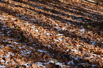 Winter forest background with snow-covered fallen dry leaves. Trees casting shadow on the ground covered with leaves.