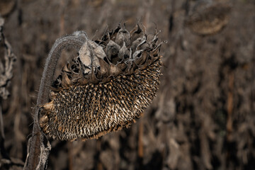 Large dried sunflower in the field, close-up. Drought and agricultural crops. Ripe sunflower seeds.