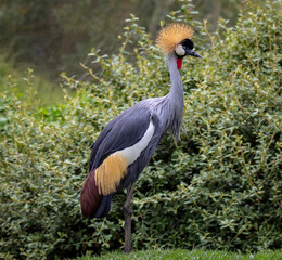 Crowned Crane