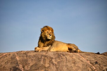 lion on a rock in serengeti national park tanzania. Tourist on safari. lion portrait. Big Cat in africa. 