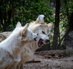 Obraz premium wolf snarl