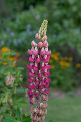 Close up of a pink lupin flower in bloom