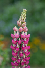 Close up of a pink lupin flower in bloom