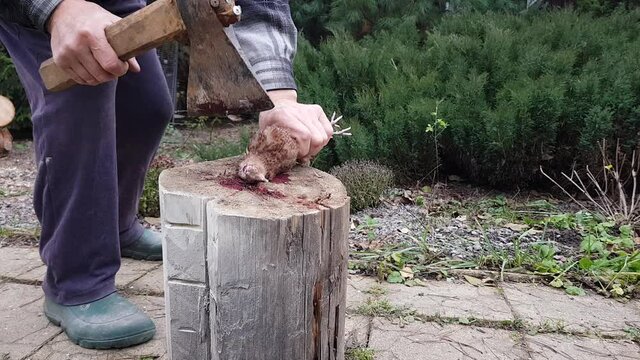 slaughter of poultry for meat. farm quails. killing poultry in the village. eco-friendly products