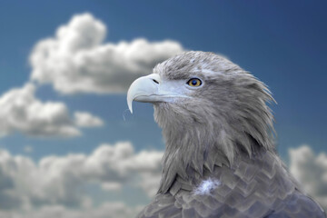 The white-tailed eagle (Haliaeetus albicilla) is a very large species of sea eagle widely distributed across temperate Eurasia. Like all eagles, it is a member of the family Accipitridae