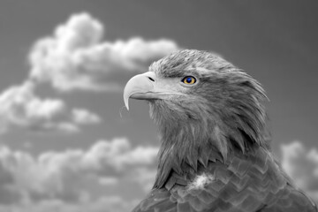 The white-tailed eagle (Haliaeetus albicilla) is a very large species of sea eagle widely distributed across temperate Eurasia Black and white photo with bright colored eye