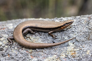 Red-throated Skink basking on log