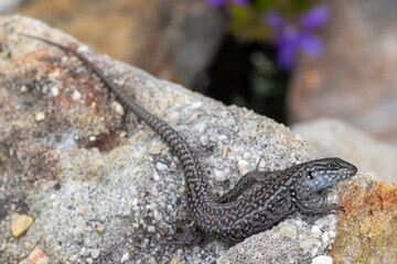 Australian White's Skink basking on sandstone rock
