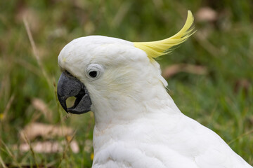 Close up of Sulphur-crested Cockatoo