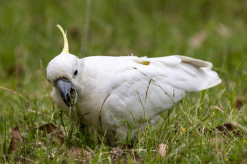 Sulphur-crested Cockatoo feeding on grass seeds