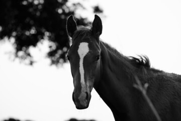 Obraz na płótnie Canvas Rustic foal horse portrait during summer on ranch.
