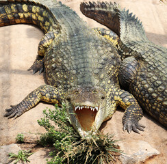 Stare Down Alligator