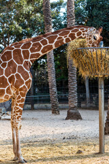 Hungry giraffe eating hay from a hay basket hanging in the air, animal feeding equipment against...