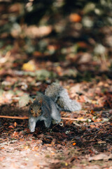 squirrel in the park